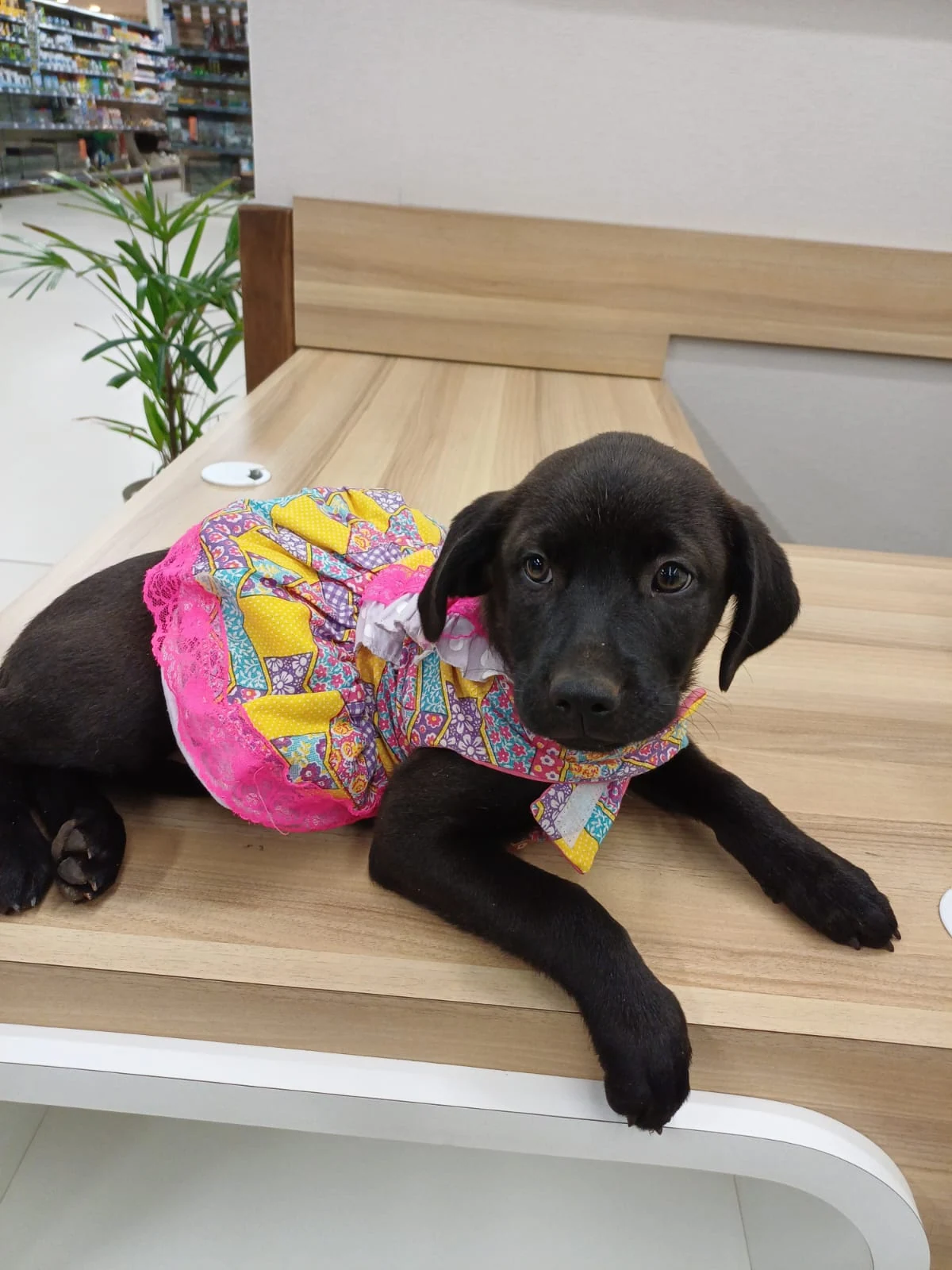Feira de adoção aproxima cães e gatos resgatados de novas famílias no Venâncio Shopping
