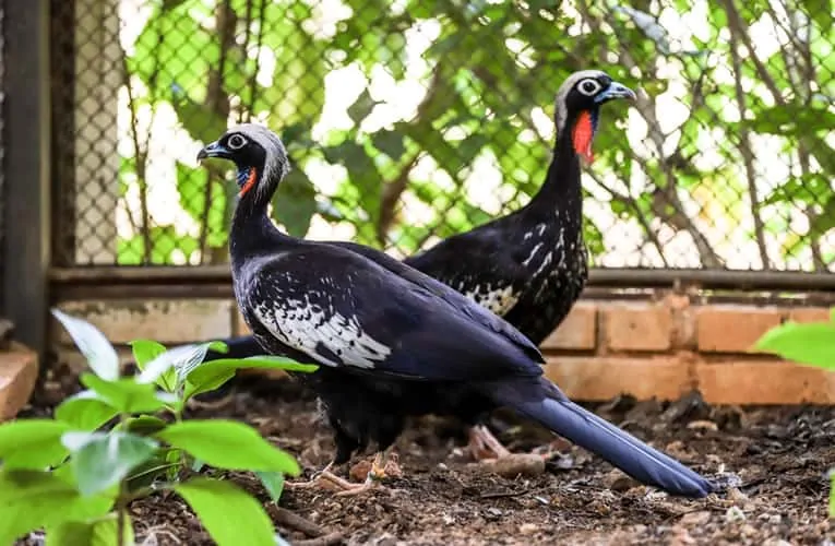 Foto: Marcella Lasneaux/Zoológico de Brasília - Jacutingas